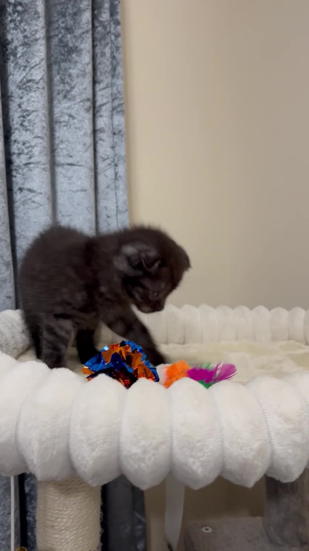 Scottish Fold cats for sale: Unique Smoke Scottish folds/straights - Video 1