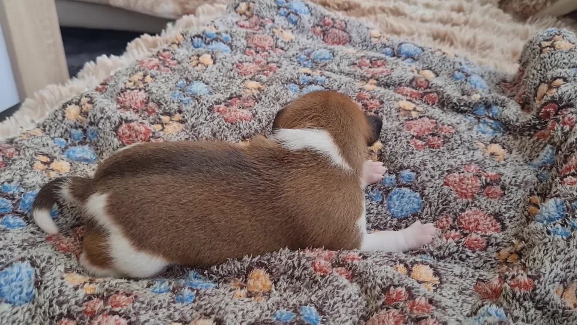 Basenji dogs for sale: ✨ Purebred Basenji Puppies all reserved now!✨ - Video 5