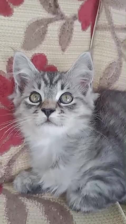 Maine Coon cats for sale: Maine coon Kittens in Oswestry - Video 1
