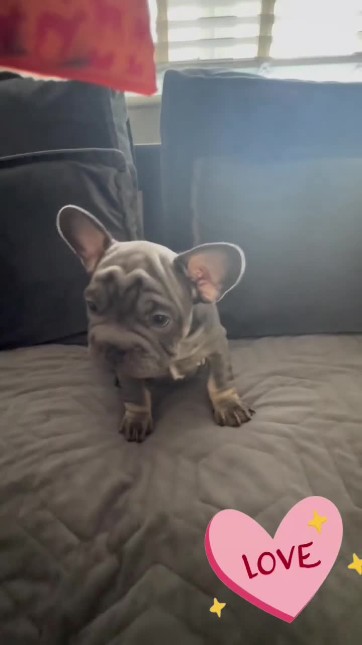 French Bulldog dogs for sale:  **  French bulldog puppies in Hertford - Video 3