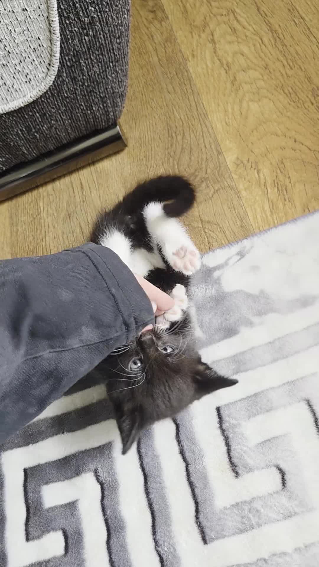 Mixed Breed cats for sale: 3 kittens available  - Video 1
