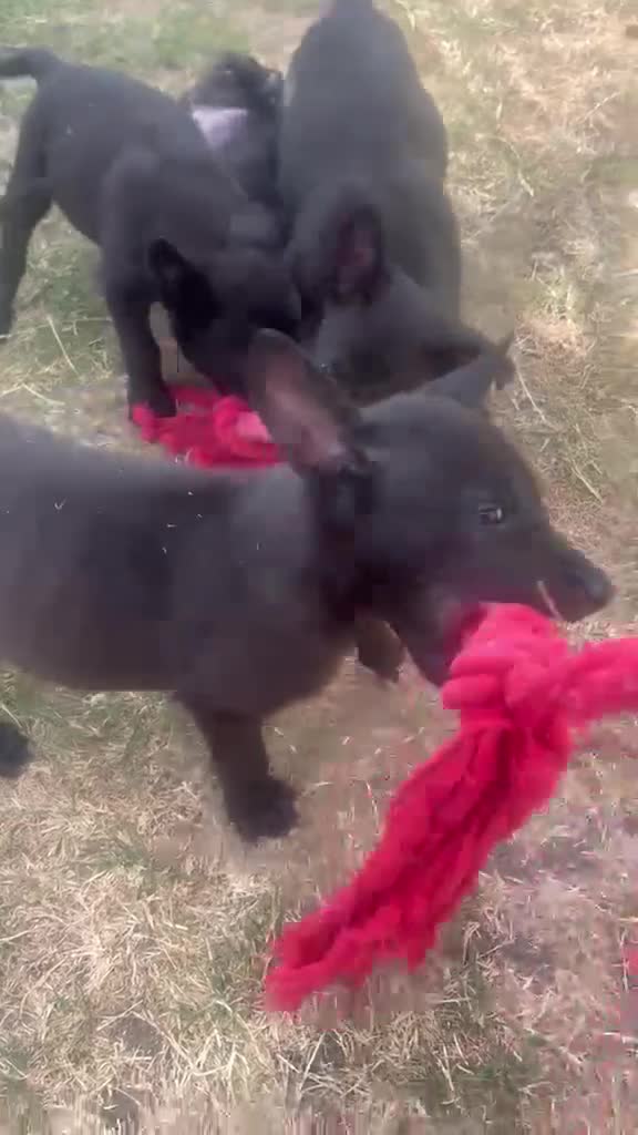Belgian Shepherd Dog dogs for sale: PURE BREED BELGIAN MALINOIS  in Dunmow - Video 4
