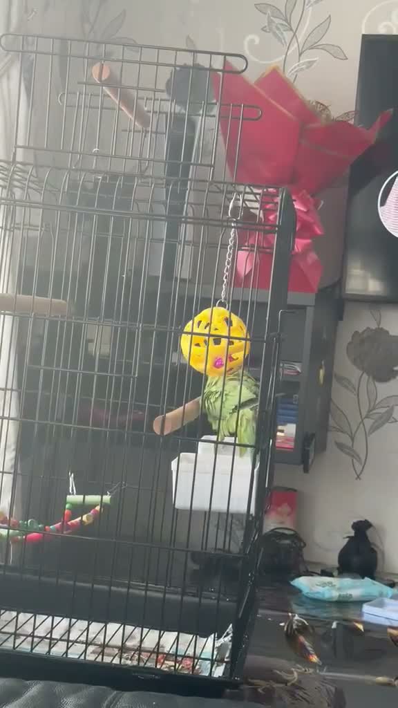 Parrots birds for sale: Ringnecked parrot - Video 1