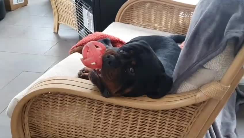 Rottweiler dogs for stud: Rottweiler for stud  - Video 1