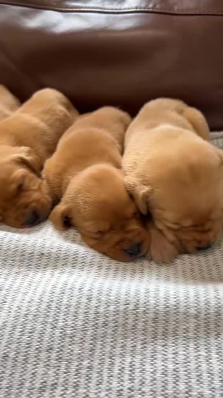 Labrador Retriever dogs for sale: KC Fox Red Labradors - Video 1