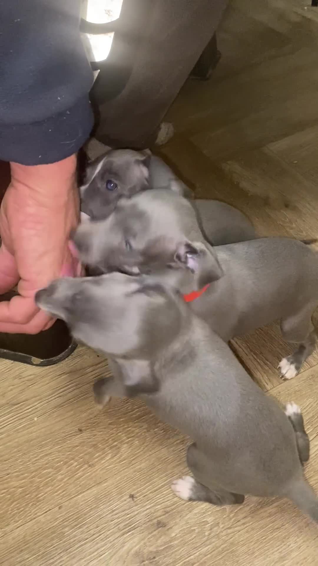 Italian Greyhound dogs for sale: KC REGISTERED ITALIAN GREYHOUND BITCH PUPPY - Video 1