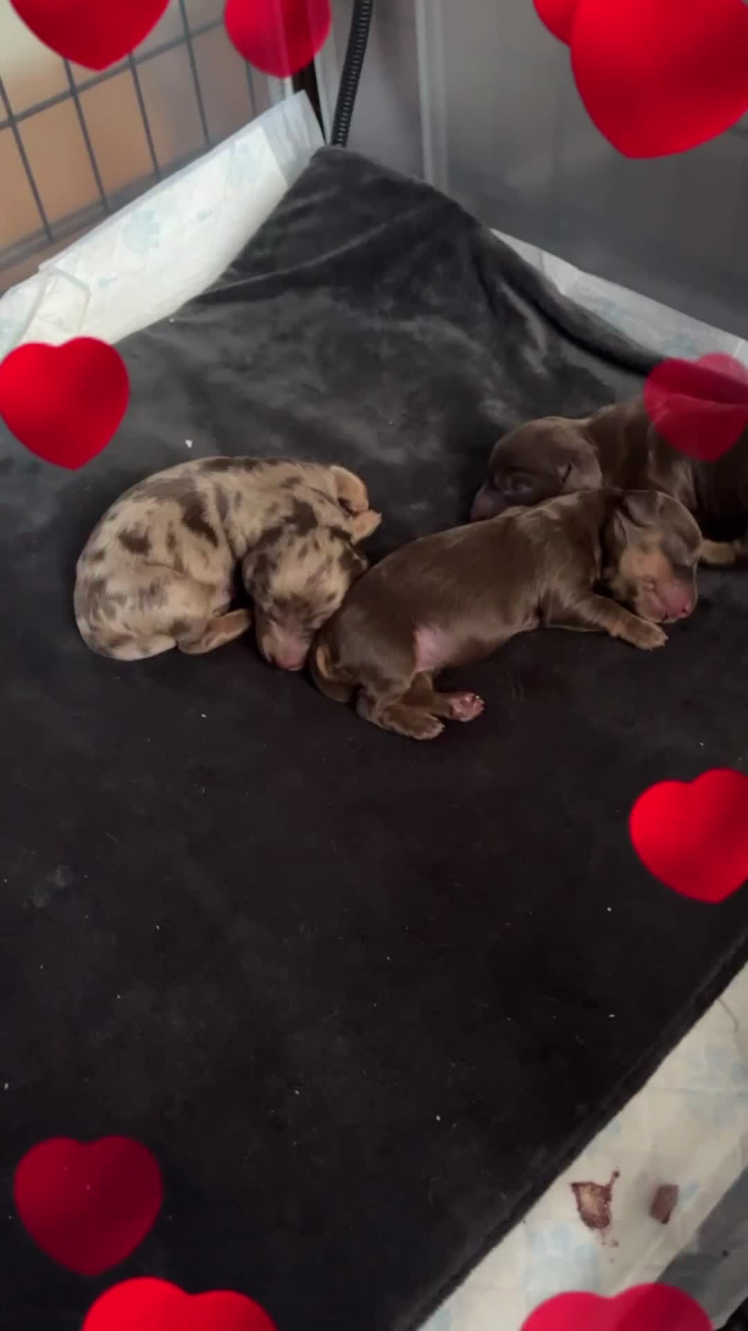 Miniature Dachshund dogs for sale: Longhaired stunning miniature Daschunds - Video 1