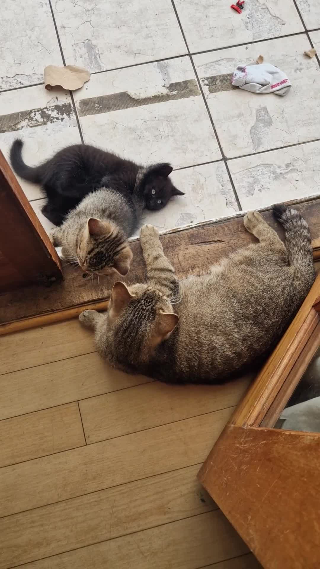 British Shorthair cats for sale: British Shorthair Brother & Sister Kittens - Video 1