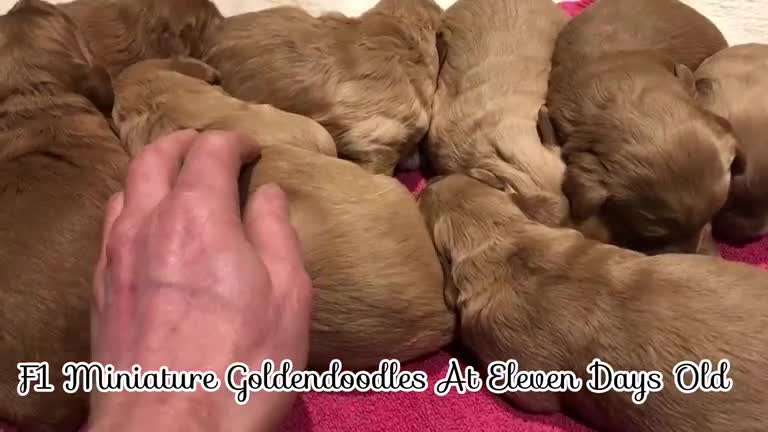 Goldendoodle dogs for sale: F1 Miniature Goldendoodle 100% DNA Health Tested - Video 4