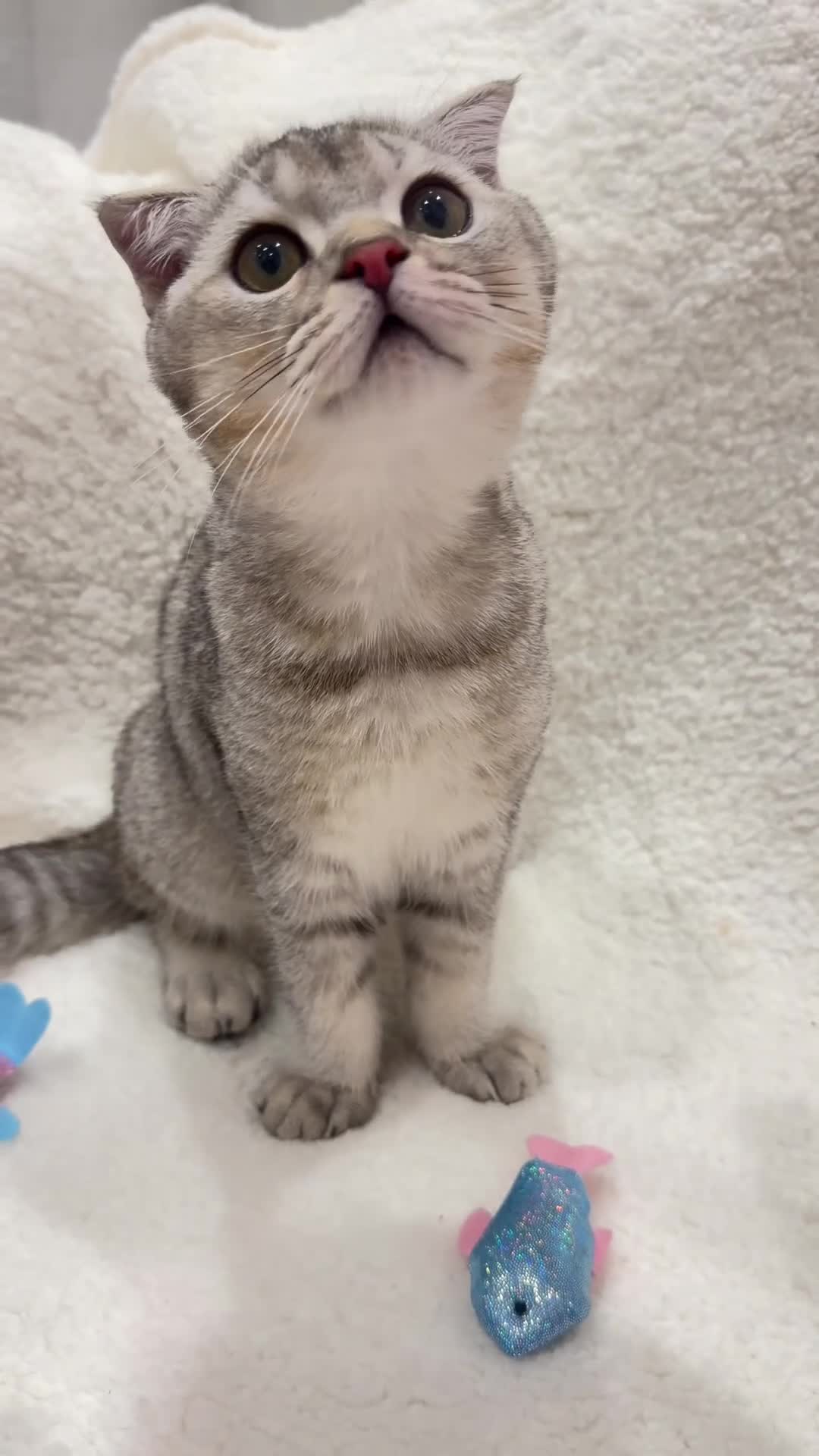 British Shorthair cats for sale: Beautiful Silver British Shorthair Kitten - Video 1