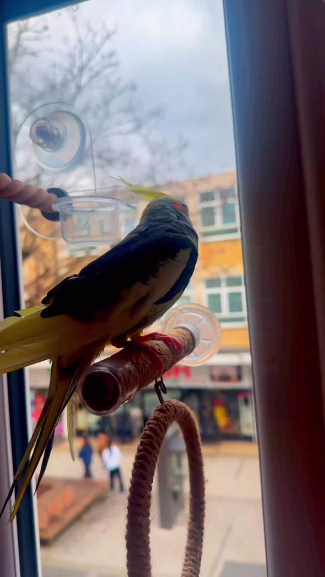 Cockatiels birds for sale: Carolina cockatiels - Video 3