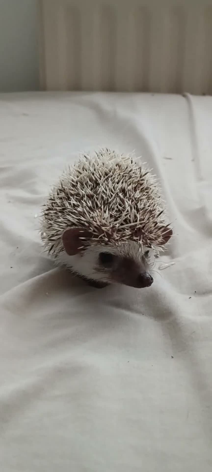 Pygmy Hedgehog rodents for sale: Baby African pygmy hedgehogs for sale  - Video 2