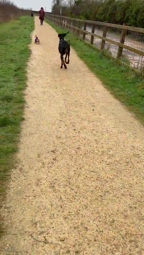 Dobermann dogs for sale: Stunning girl  - Video 3