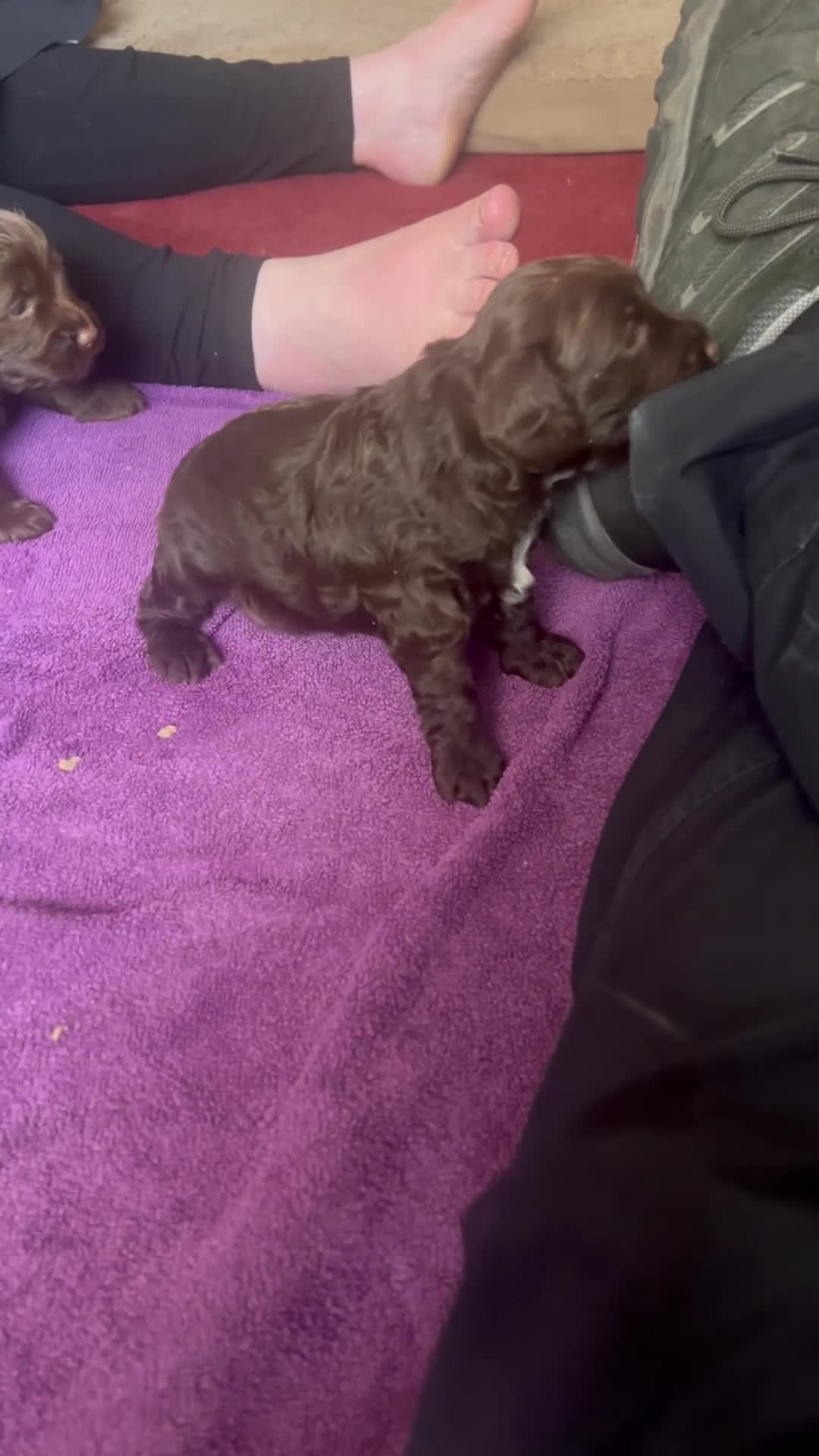 Cockapoo dogs for sale: Stunning Cockapoo female puppy for sale - Video 2