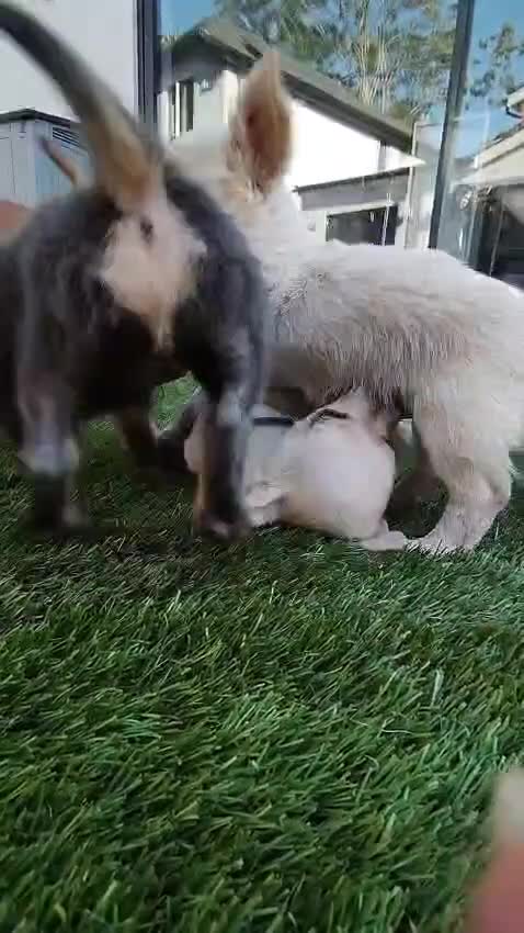 Chihuahua dogs for sale: 🐾Adorable Chihuahua Puppies Need 4ever Homes🐾 - Video 3