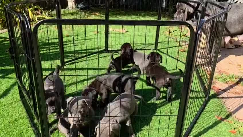 Cane Corso dogs for sale: Cane corso puppies ready to leave now - Video 1