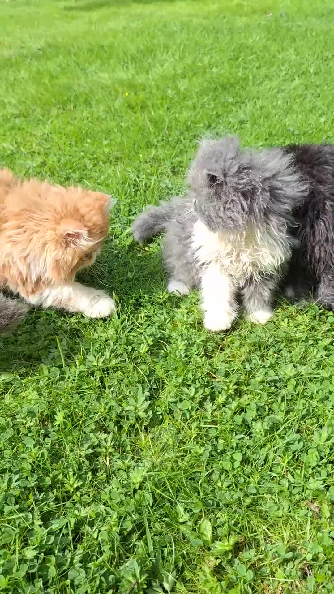 Persian cats for sale: Adorable Pure persian kitten  - Video 1