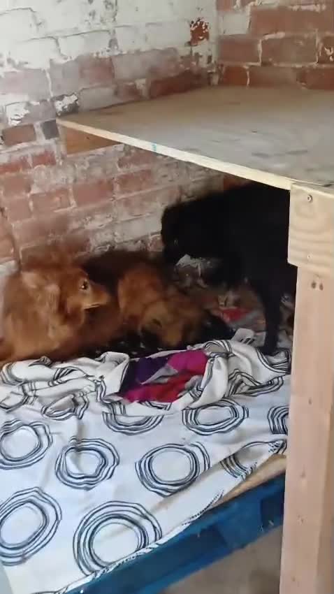 Mixed Breed dogs for adoption: 💕 Daisy & Monty – two hearts, one home 💕 - Video 1