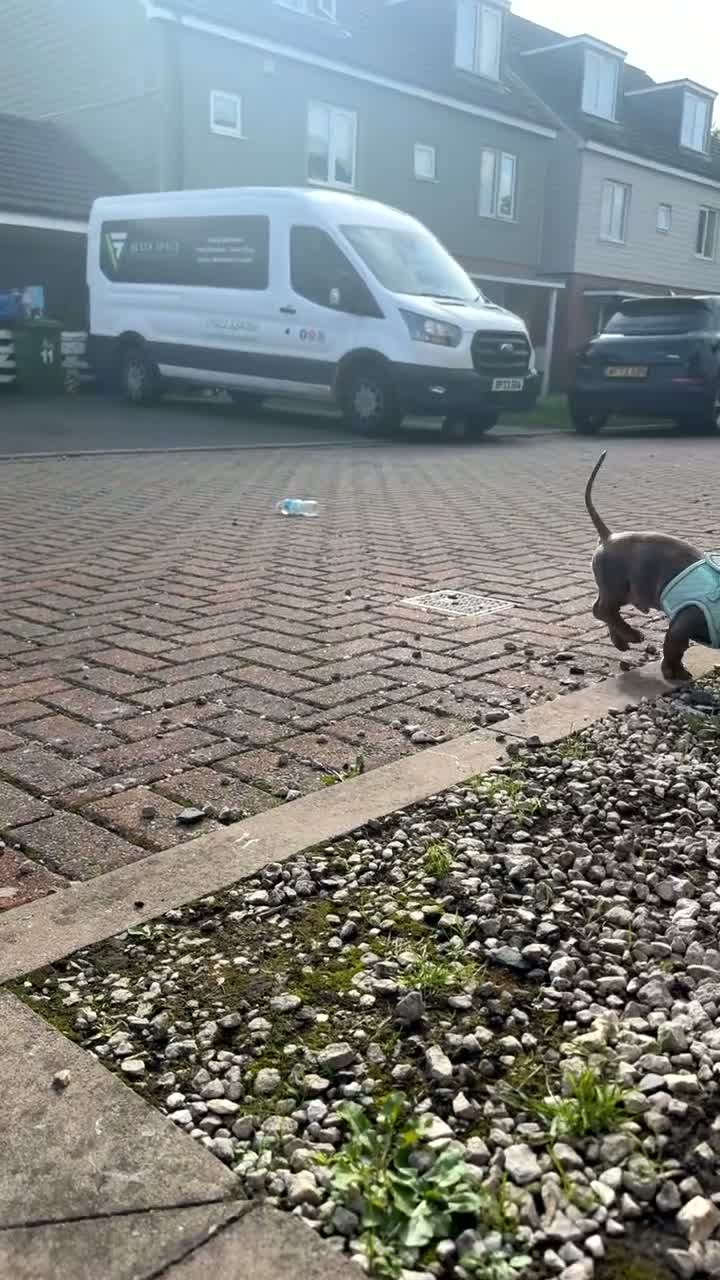 Dachshund dogs for sale: Daschund boy  - Video 1