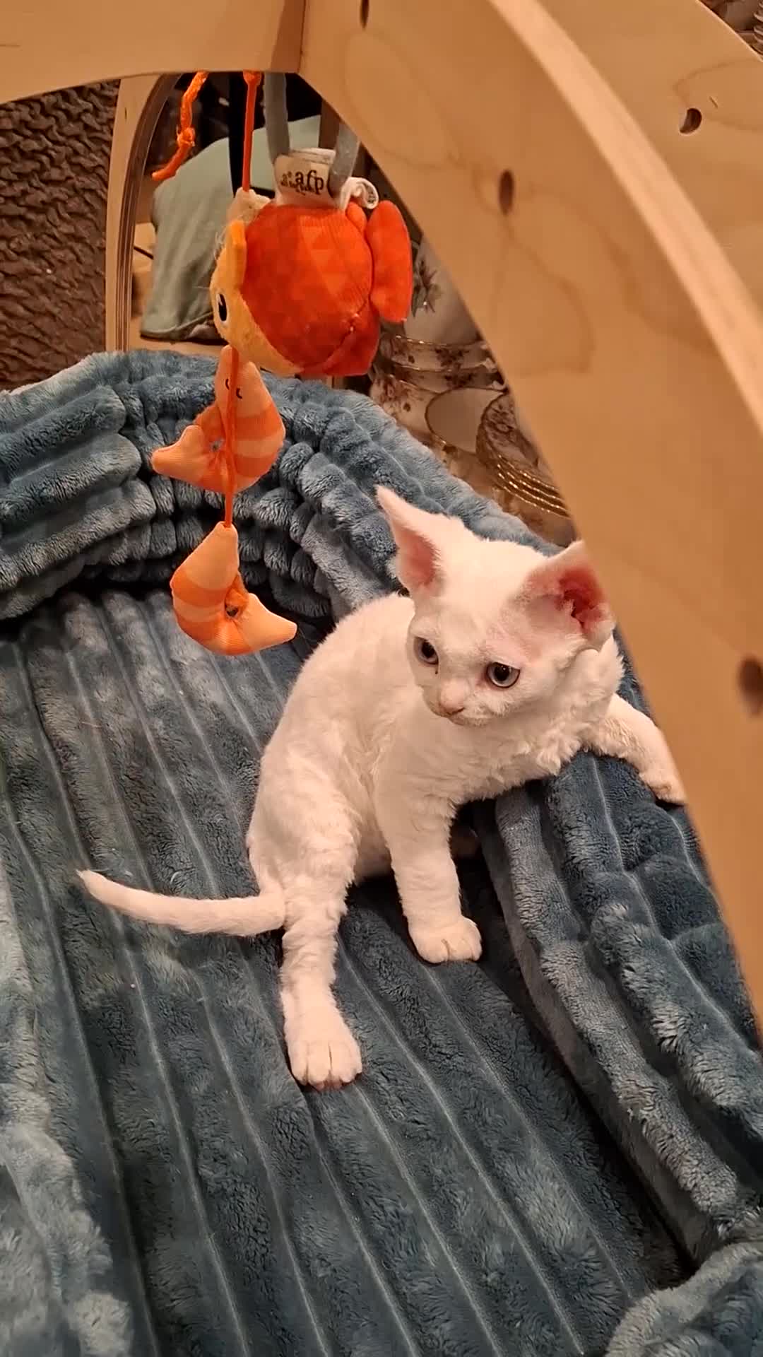 Devon Rex cats for sale: 🌸 Devon Rex with blue eyes FIFE registered  🌸 - Video 2