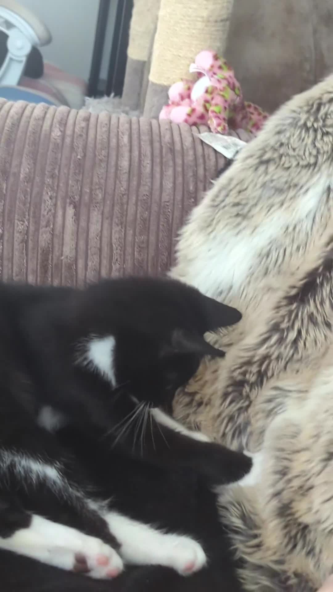Mixed Breed cats for sale: Tuxedo kitten - Video 1