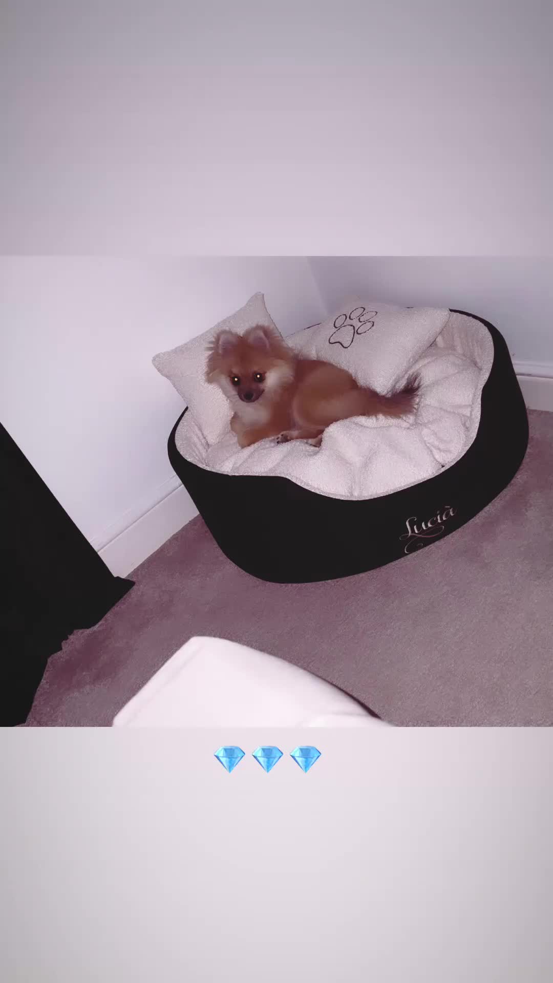 Pomeranian dogs for sale: Lucià - Video 2