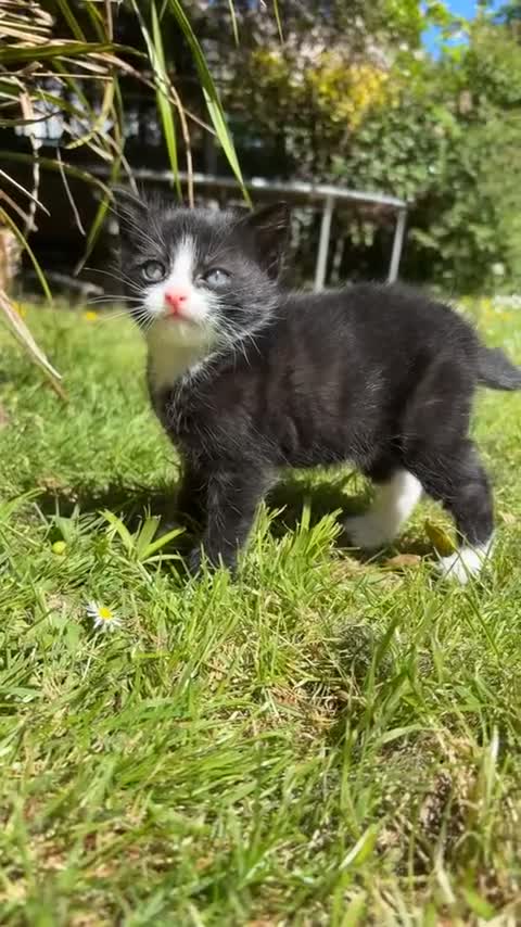 British Shorthair cats for sale: Beautiful black-and-white kitten - Video 2