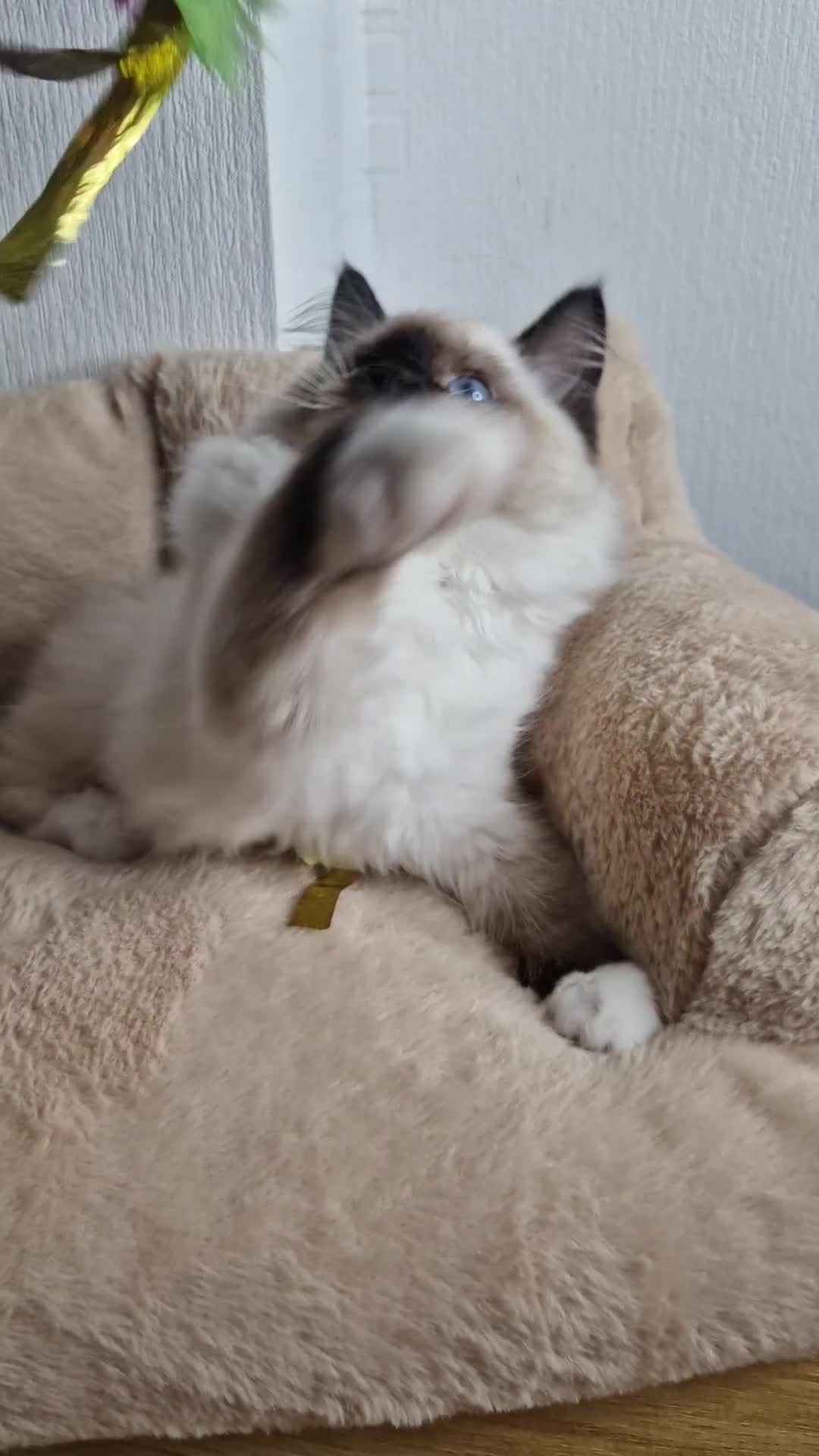 Ragdoll cats for sale: Ragdoll kittens  - Video 1