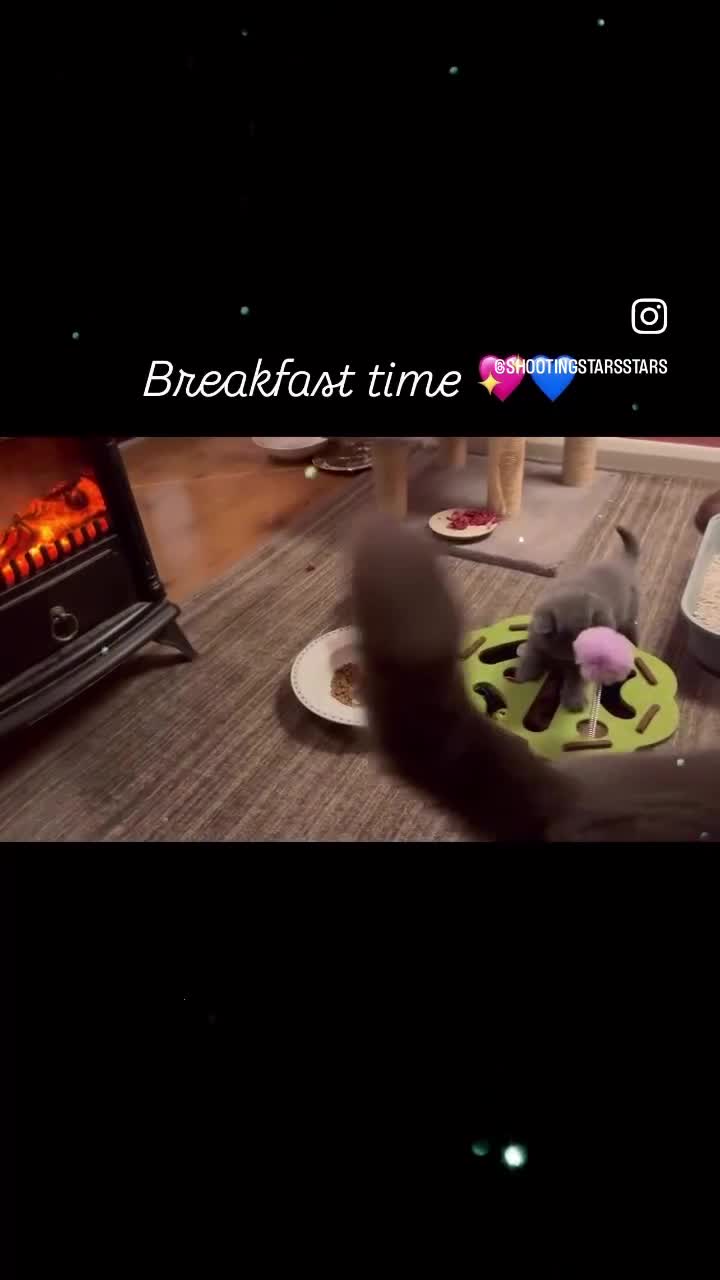 British Shorthair cats for sale: British shorthairs  - Video 1