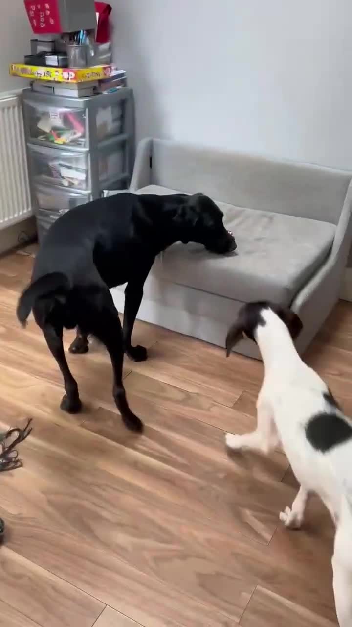 Mixed Breed dogs for adoption: NERO ❤️ lovable Goof ball  - Video 3