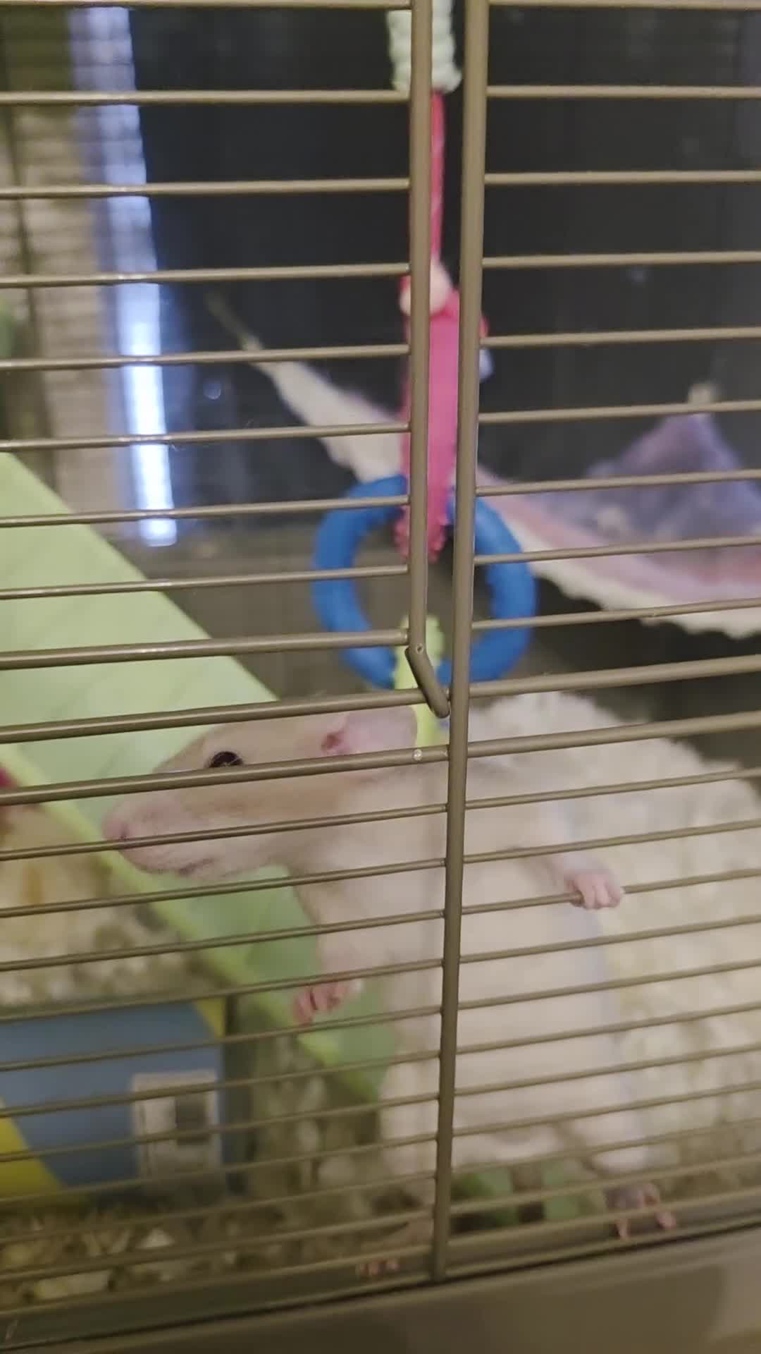 Rat rodents for sale: Pair of Female Dumbo Rats with large enclosure - Video 1