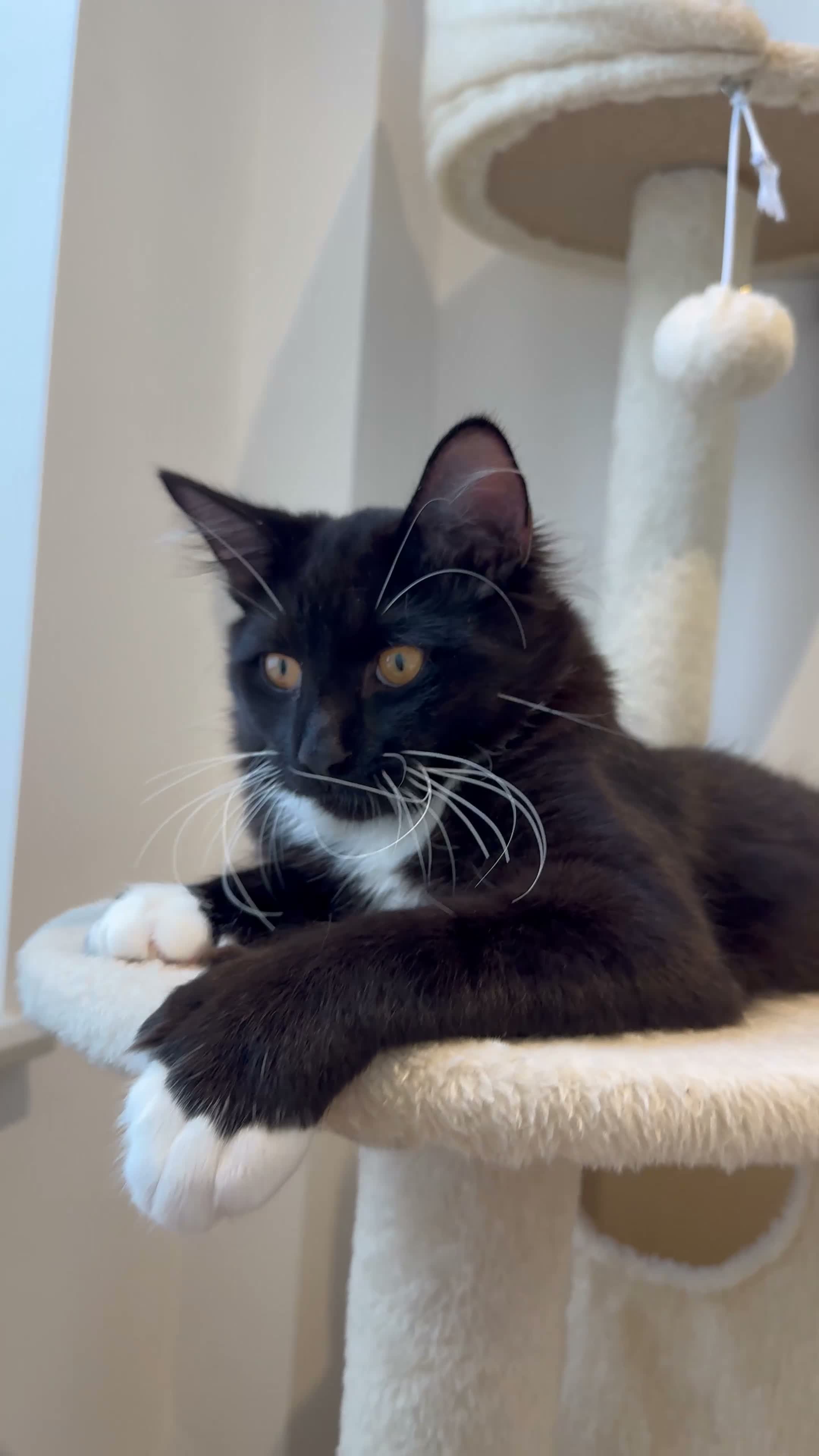 Mixed Breed cats for sale: Beautiful Maine Coon Type Tuxedo Male Cat 6 Months - Video 2