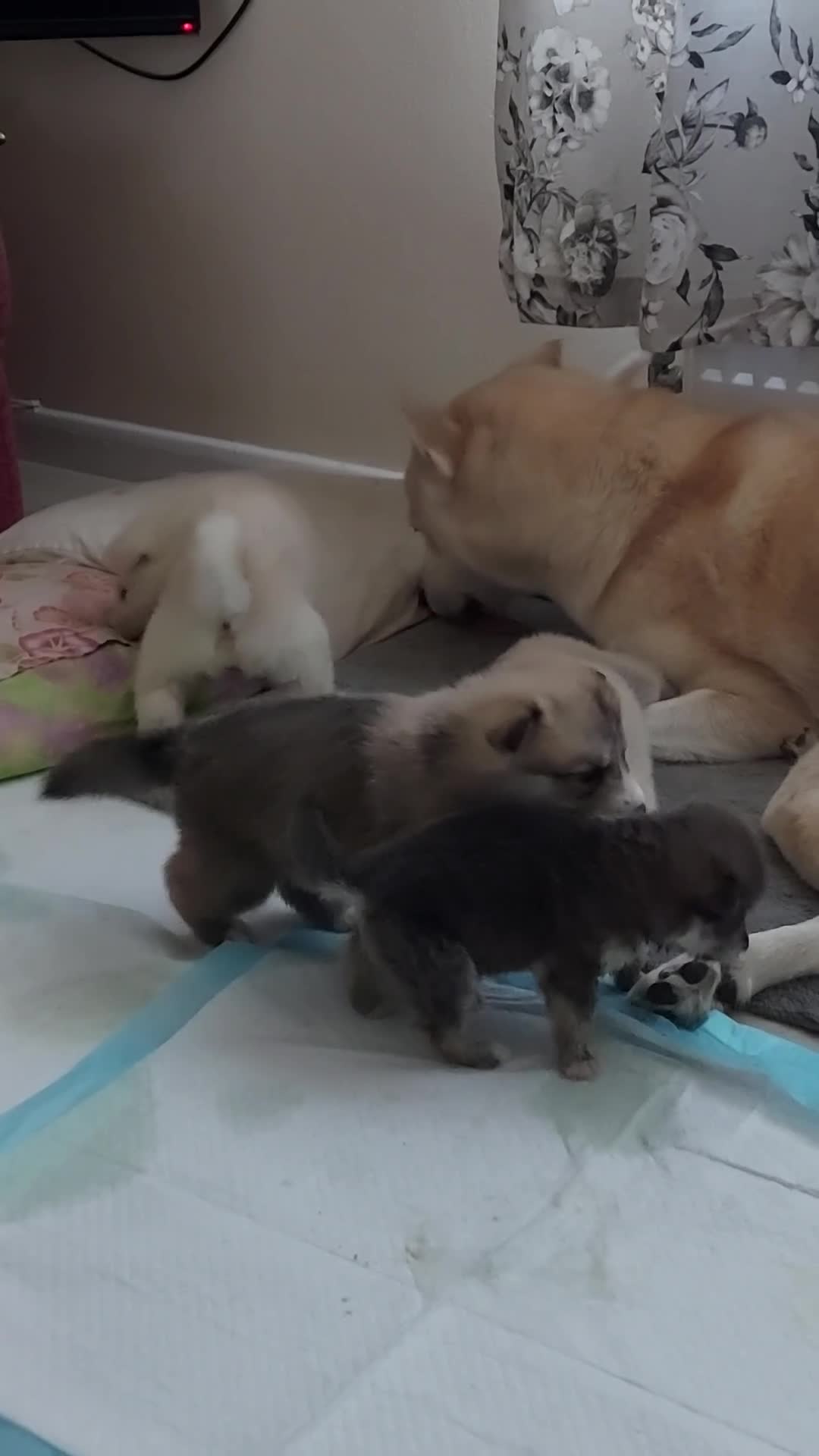 Mixed Breed dogs for sale: Huskita malamutes - Video 3