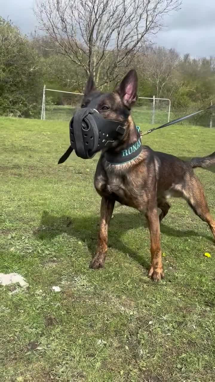 Belgian Shepherd Dog dogs for stud: Dutch herder BRN registered  in Middlesbrough - Video 2