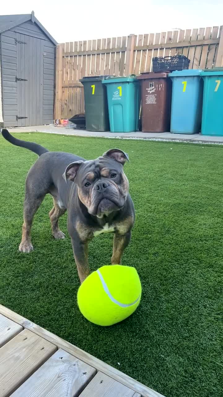 Olde English Bulldogge dogs for sale: Meet Tank - Bulldog looking for a loving home.  - Video 1