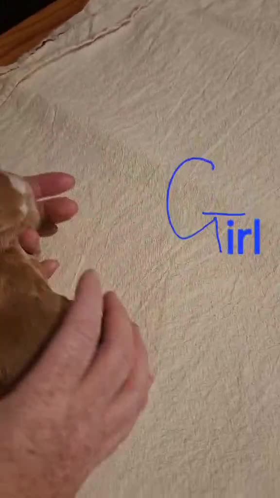 Cocker Spaniel dogs for sale: Working Cocker Spaniel Puppies - Video 1