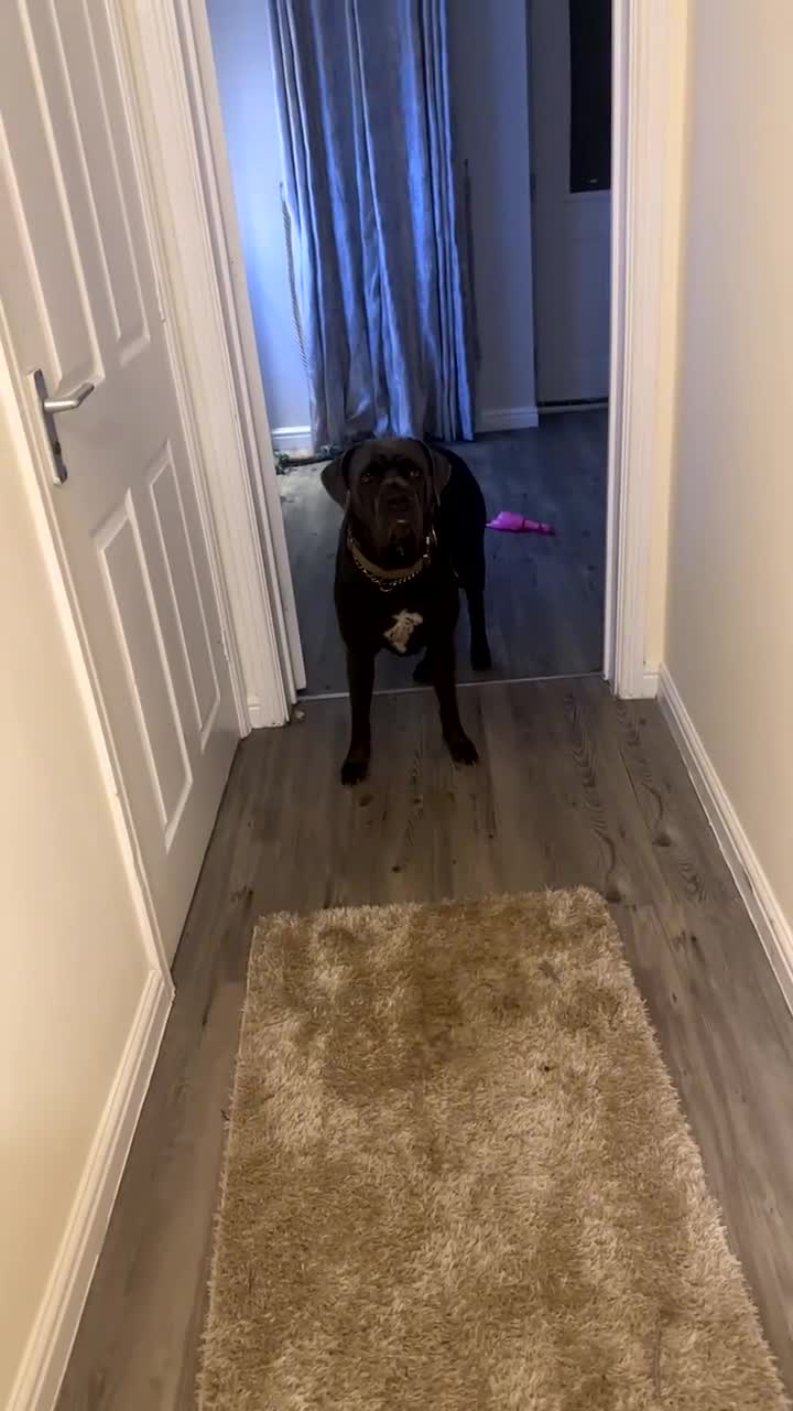 Cane Corso dogs for sale: Cane Corso female  - Video 3