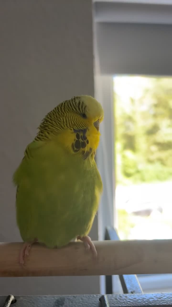 Cockatiels birds for sale: Male cockatiel and budgie with setup - Video 1