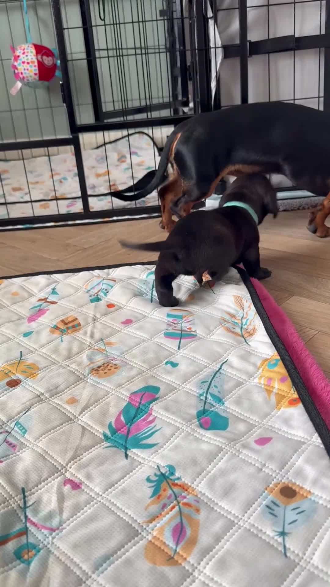 Mixed Breed dogs for sale: Docker Puppies  in Nottingham - Video 1