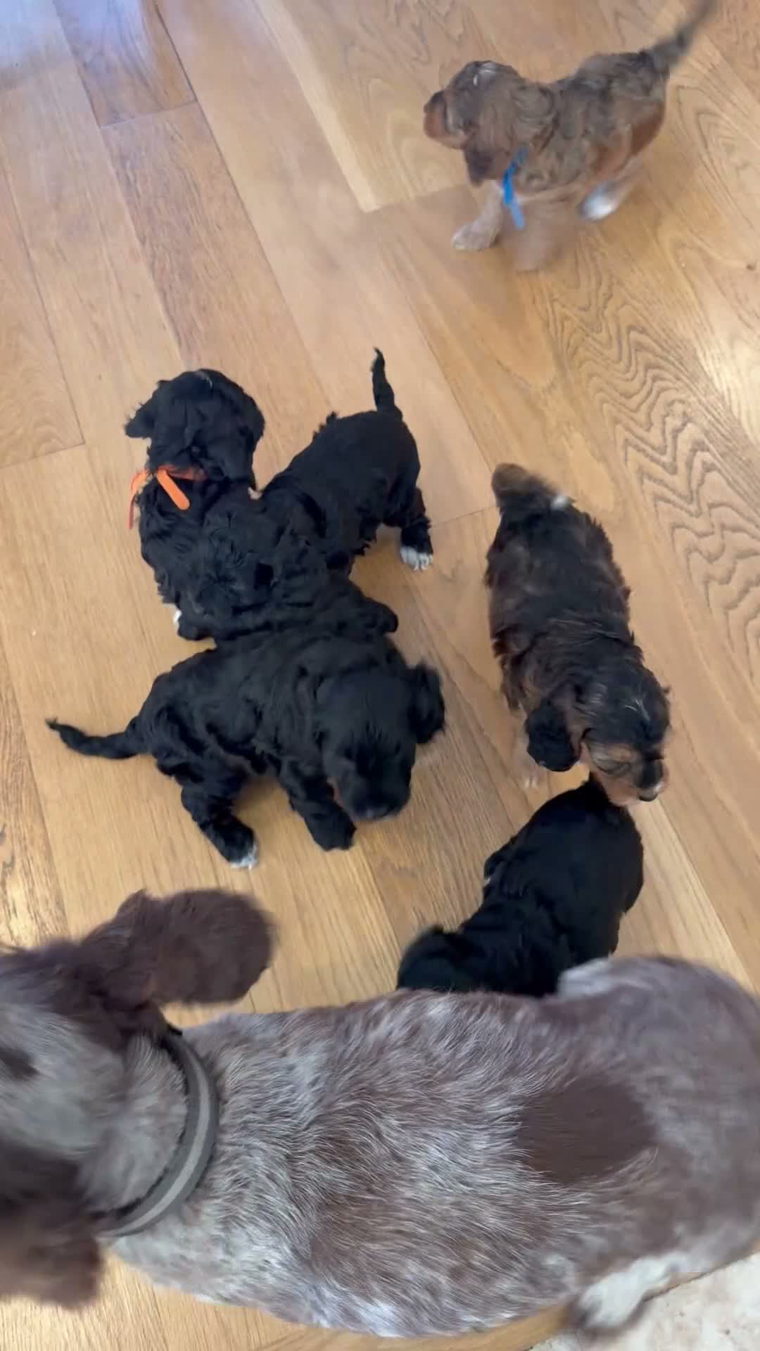 Cockapoo dogs for sale: Beautiful cockerpoo puppies  - Video 1