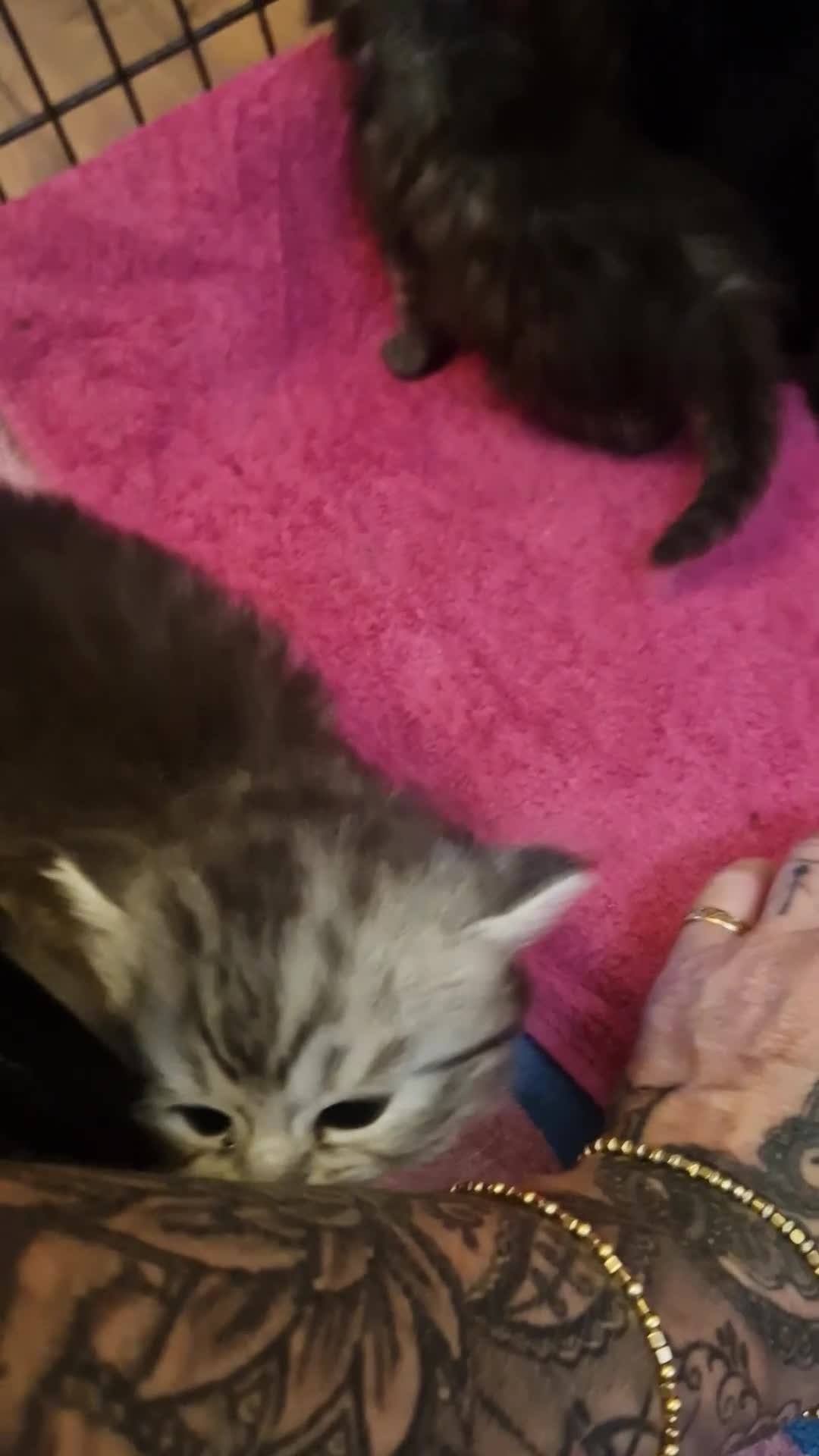 Mixed Breed cats for sale: Chincillia ragdoll - Video 1