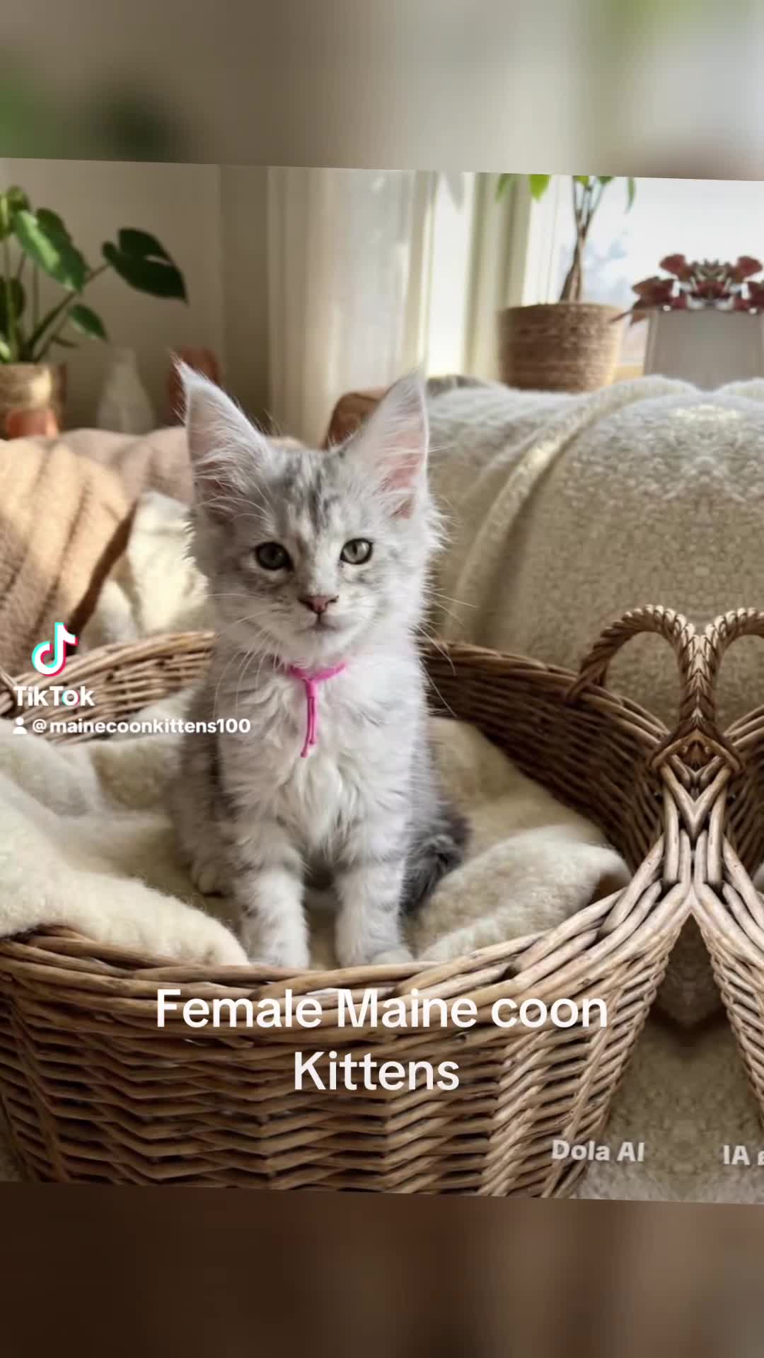 Maine Coon cats for sale: Ready now 😻😻😻 - Video 3