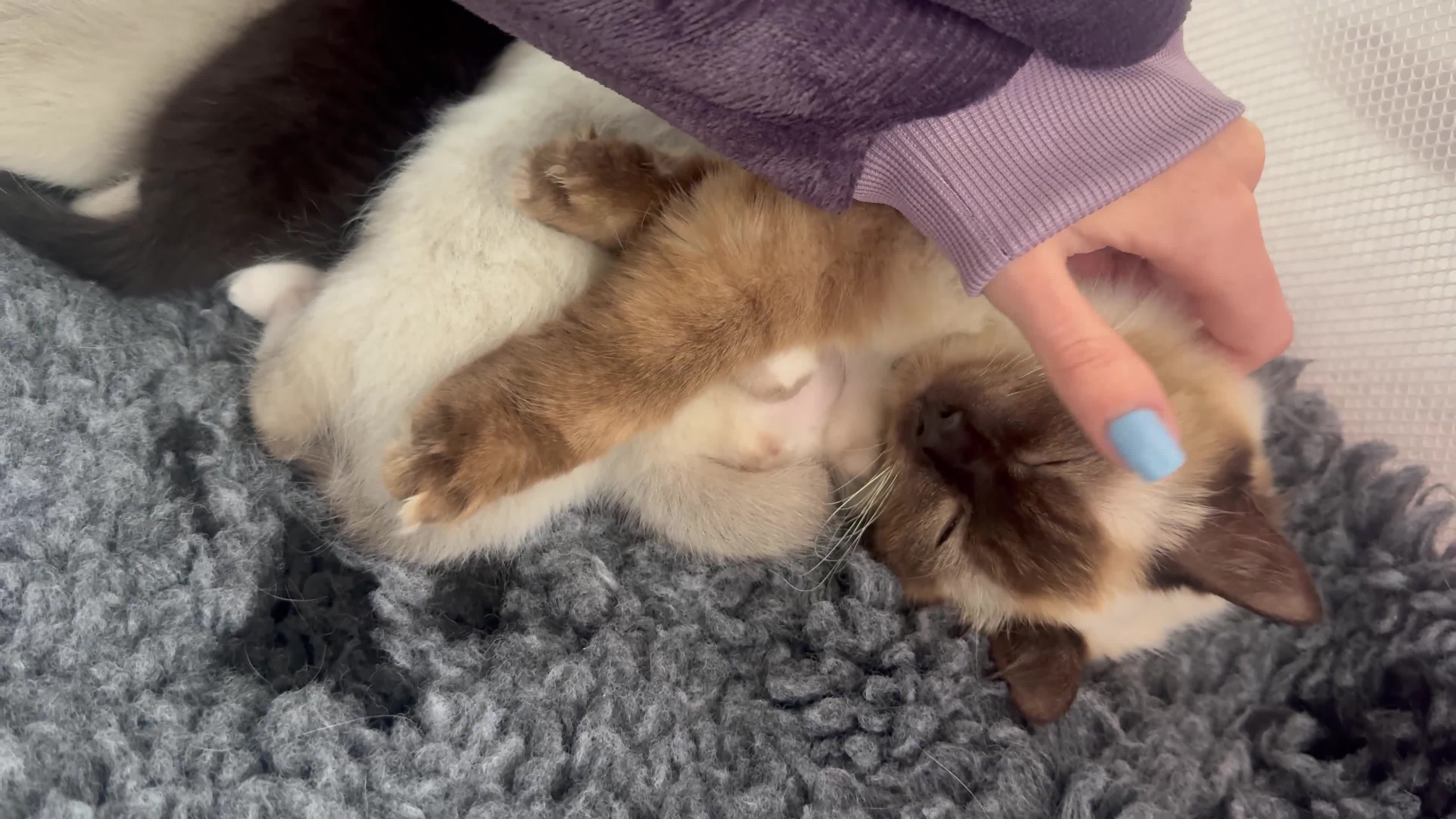 Ragdoll cats for sale: Beautiful Ragdoll kittens open to reasonable offer - Video 1