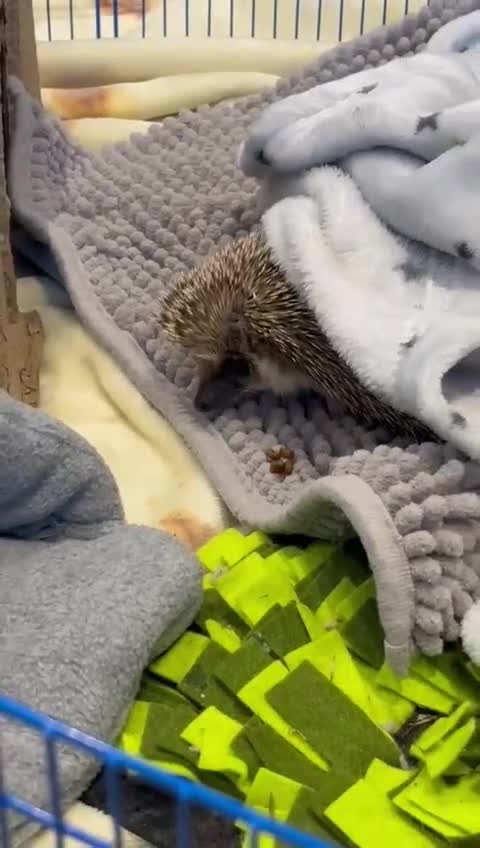 Pygmy Hedgehog rodents for sale: Sonic the african pygmy hedgehog  - Video 3