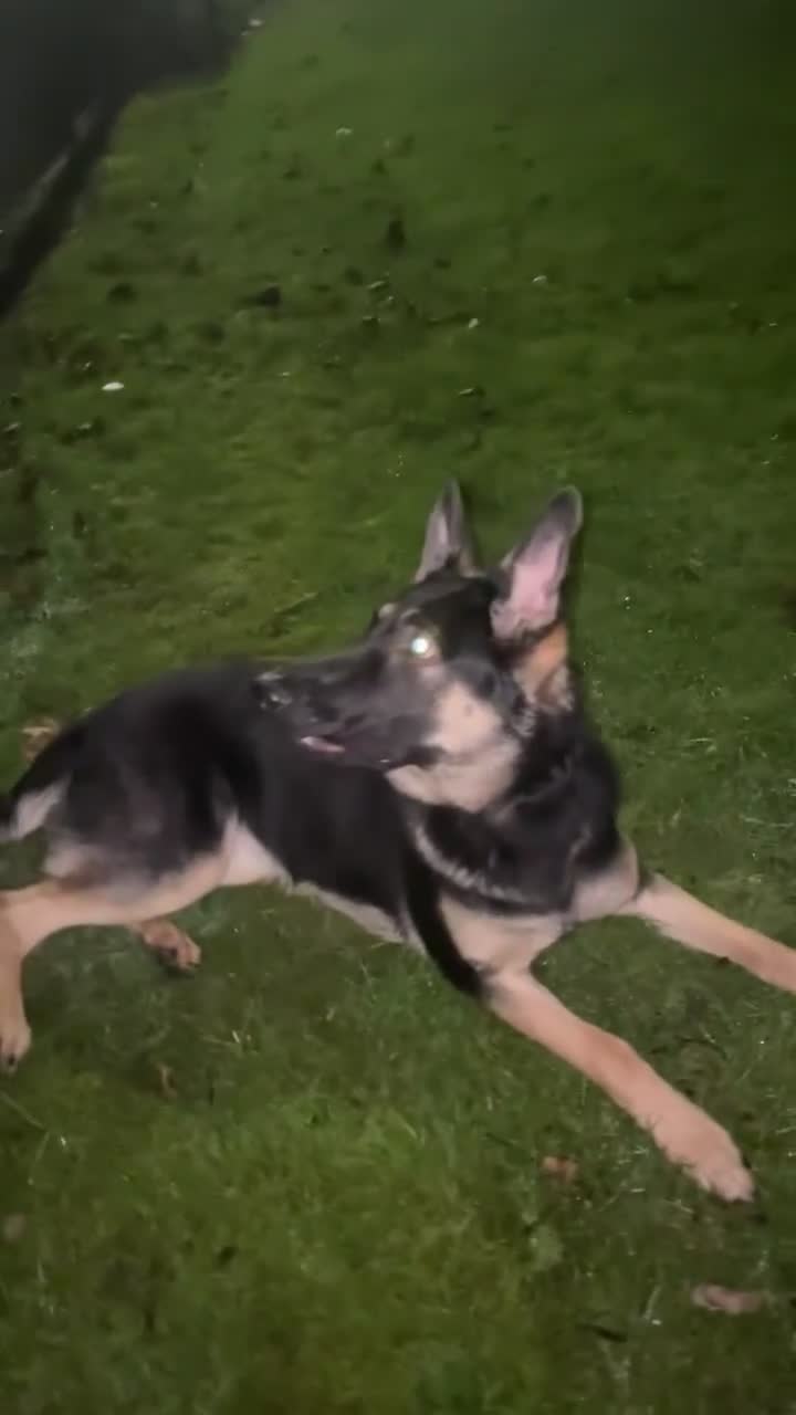 Mixed Breed dogs for sale: German Shepherd - Video 2