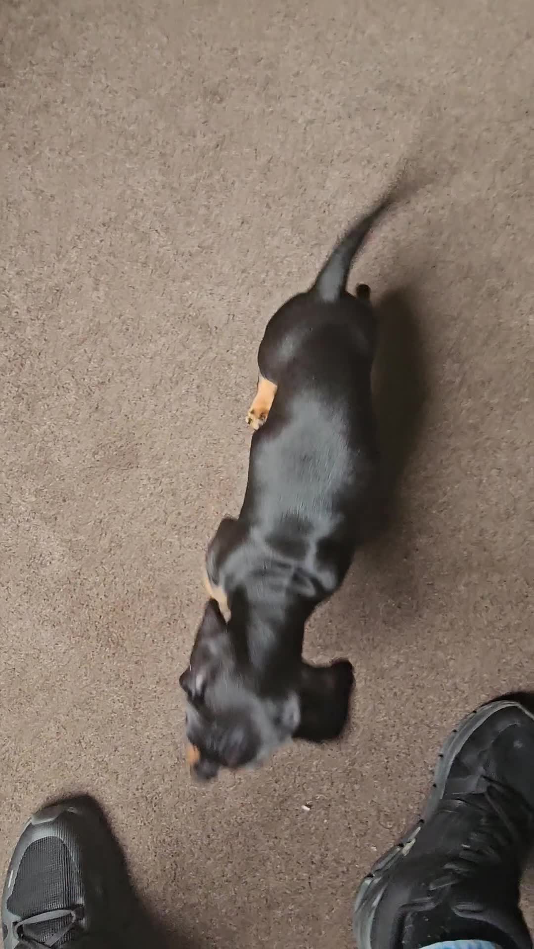 Dachshund dogs for sale: Last Gorgeous Playful Dachshund Pup – Ready to Go - Video 5