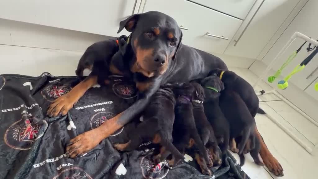 Rottweiler dogs for sale: WORLD CHAMPION CHUNKY ROTTWEILERS  - Video 2