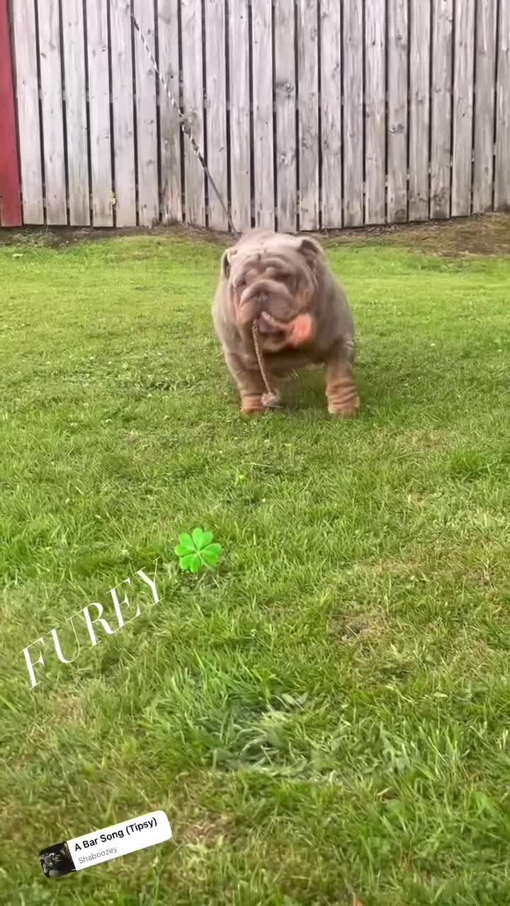 English Bulldog dogs for sale: English bulldog puppy Merle female  - Video 2
