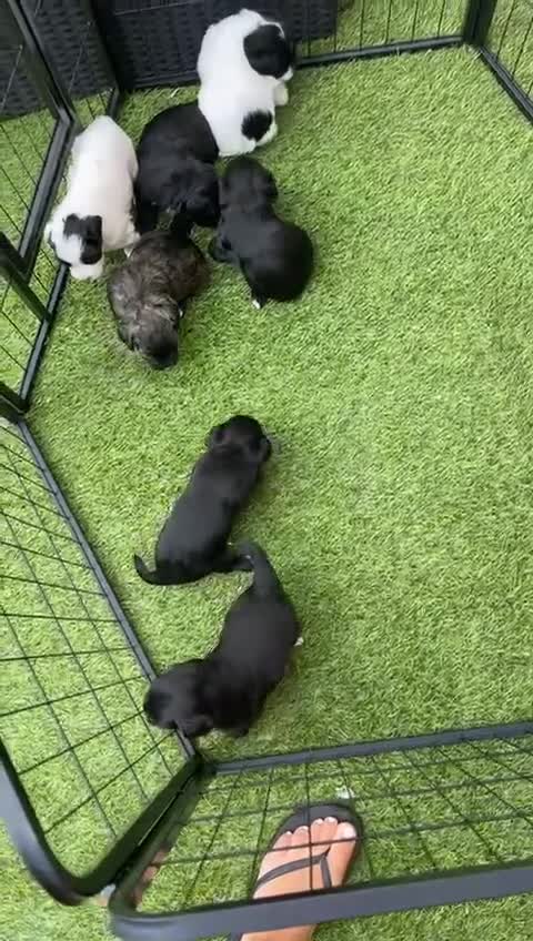 Mixed Breed dogs for sale: Pattapoo puppies  - Video 1
