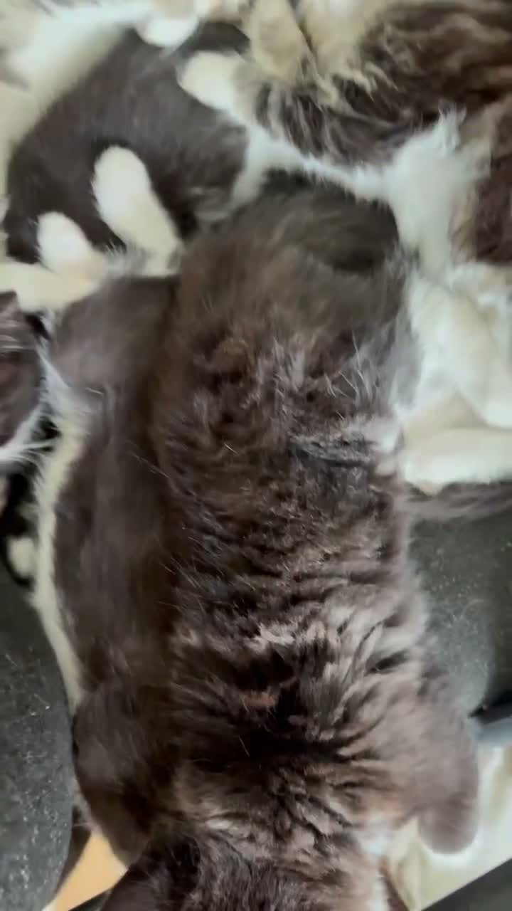 Ragdoll cats for sale: Ragdoll cross kittens  - Video 1